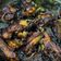 Cooksnap Nur Dhunaa AB Maleq semasa beliau membuat Ikan Kembung Masak Kicap Bujang.