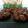 Cooksnap de Emilie Demichelis Thomas sur la recette Cookie brownie