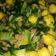 El cooksnap de aromadulce cuando hizo Salteado de garbanzos y espinacas con jamón y bacon.