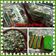 Cooksnap dari Unie Chahlamoungan'zasley untuk resep Kue lapis singkong
