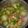 Cooksnap dari diana rosano untuk resep Sayur Bening Oyong Soun