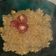Cooksnap dari gemilang untuk resep Nasi Goreng Simple Modern tapi enak banget !