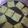 Cooksnap dari Safiera Aisah untuk resep Puding Lapis Crackers