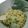 Cooksnap dari Umi akwan untuk resep Tumis Mie Cabe Ijo