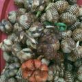 Cooksnap dari Nurhasanah untuk resep Kerang Dara Pedas Maknyus