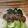 Cooksnap dari Suci untuk resep Tumis Pokcoy Bawang Putih