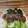 Cooksnap dari Suci untuk resep Tumis Pokcoy Bawang Putih