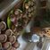 El cooksnap de Beant Devkaur cuando hizo Cupcakes súper fáciles y esponjosos.