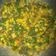 Cooksnap dari Yanni Liang untuk resep BUNCIS TUMIS JAGUNG