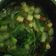 Cooksnap dari Umi Dzar untuk resep Sayur Asem