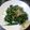 Cooksnap dari Novi Pipi untuk resep Sigeumci Namul (Salad Bayam Korea)