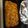 Connie Sergent's cooksnap of when they made au gratin potatoes.
