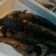 Cooksnap dari Dwi Setiawati untuk resep Lele Goreng Anti Meletus²