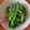 Hsuan 的 蒜炒菠菜 cooksnap