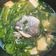潔米兒 的 鱸魚豆腐味噌湯(簡單料理) cooksnap