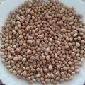 Sangita Vyas's cooksnap of when they made ખારી શીંગ (Salted Peanut Recipe In Gujarati).