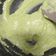 Cooksnap dari Ibu DanFa untuk resep Kue Soes Fla Pandan