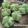 Cooksnap dari Tesya untuk resep Bolkus Mekar Tanpa Soda (lembuttt, all in one)