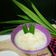 Cooksnap dari Phiet untuk resep Singkong Thai / Thailand style cassava