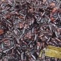 Cooksnap dari Nine untuk resep Bubur ketan hitam
