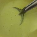 El cooksnap de Vero714 cuando hizo Crema de flor de calabaza en pan de hierbas.
