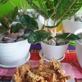 Cooksnap dari Dapur MJ (miftakhul Jannah) untuk resep Udang tepung