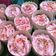 Cooksnap dari Ny. Farid untuk resep Cupcake Chocolate