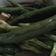 Cooksnap dari Tika Gartikayati untuk resep ase cabe hijau