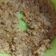 Cooksnap dari Cepty brown untuk resep Nasi Goreng MPASI 10 bulan