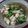 Cooksnap dari Ridha Fitriani untuk resep Brokoli Cah Ayam
