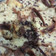 Cooksnap dari Irine Ajeng untuk resep Puding Roti Tawar Rice Cooker