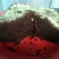 Cooksnap dari Rina Suhartini untuk resep Eggless Cokelat (Bolu Coklat Tanpa Telur)