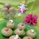 Krishna Joshi's cooksnap of when they made સત્તુ ના લાડુ (Sattu Ladoo Recipe In Gujarati).