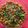 Sangita Vyas's cooksnap of when they made Lilva Ringan nu Shaak.