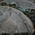 El cooksnap de Jessica Fonte cuando hizo Torta pascualina masa integral (espinacas congeladas).