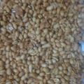 Cooksnap dari Rifa Dania untuk resep Kacang goreng garlic