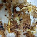 無舒 的 富貴金方（蘿蔔糕煎蛋） cooksnap