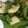 El cooksnap de Sol Reyes cuando hizo Ensalada de Manzana, Pepino Cohombro y Espinaca.