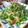 Cooksnap mamy_kitchen89 semasa beliau membuat Kacang Panjang Goreng Telur.