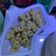 Cooksnap dari Rully untuk resep Cumi goreng tepung