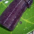Cooksnap dari Ulfa Khoirun Nisa untuk resep 9.Pudding Lumut Ubi Ungu