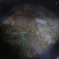 El cooksnap de Gela V. Robles cuando hizo Guiso de costillas con patata.