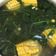 Cooksnap dari Dian Christy untuk resep Sayur Bayam Bening