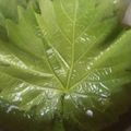 صورة من Rahef Zahra، شاركها بعد تجربة وصفة 🍁🍀 تفريز ورق العنب الاخضر 🍁🍀