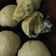 Cooksnap dari Dyah Agustin untuk resep Bakpao / bapao / pao empuk