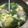 賴小孟 的 菠菜貢丸蛋花湯 cooksnap