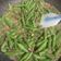 Cooksnap dari Joanne Sebastian untuk resep Kacang Panjang Tumis Kornet