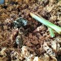 Cooksnap dari akyasa adzhanina untuk resep Serundeng daging gula merah tahan lama