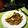 Cooksnap dari Dapoer Aye (Ani) untuk resep Mie Goreng Praktis