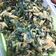 Cooksnap dari annisa syamsuddin untuk resep Kangkung Crispy